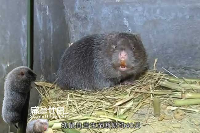 上饒竹鼠養殖池