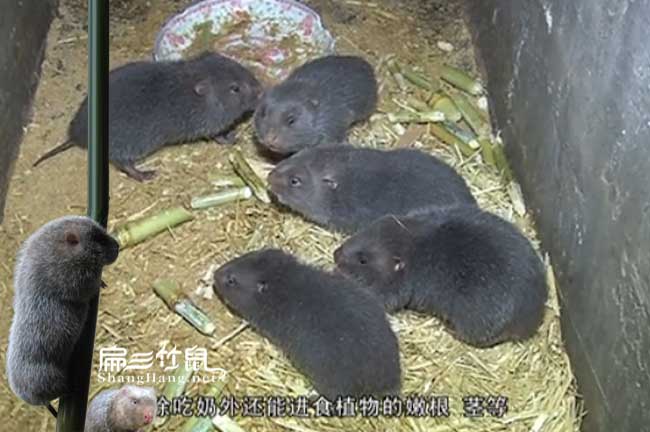 永泰竹鼠種苗批發