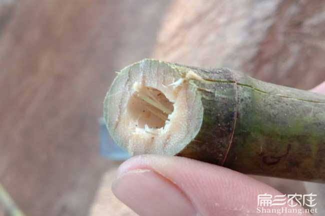 九江竹鼠食物