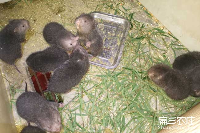福建竹鼠養殖場