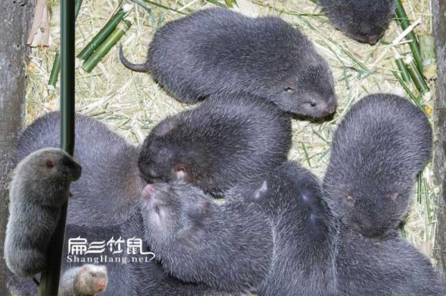 紹興新昌養殖竹鼠基地 越城柯橋上虞諸暨嵊州1-3-5斤種苗/只