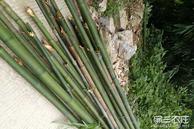 溆浦竹鼠養殖
