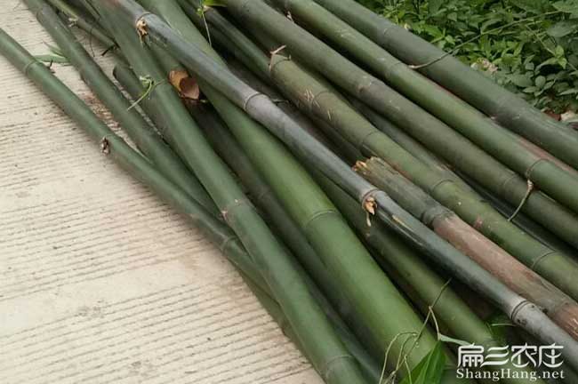 栗木竹鼠養殖