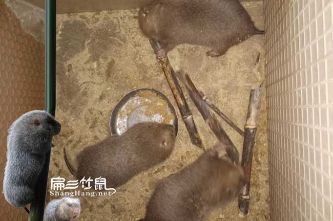 溫州中華竹鼠飼養