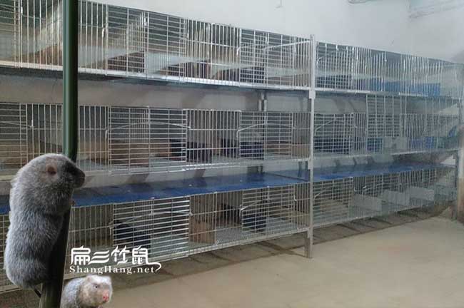 馬山商品竹鼠批發
