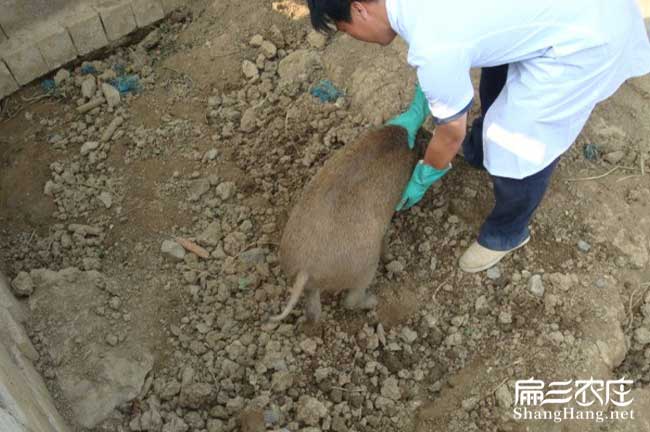 竹鼠是否發情