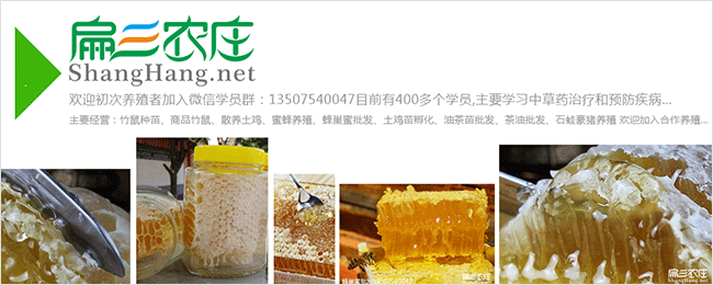 銅仁蜜蜂養殖