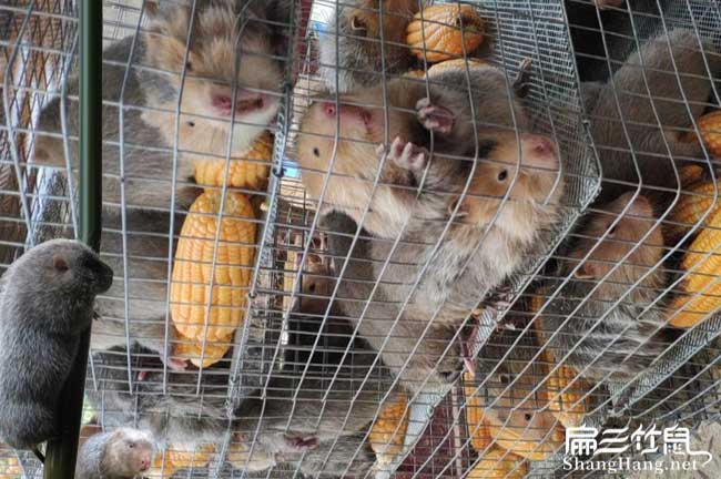 泰順竹鼠養殖