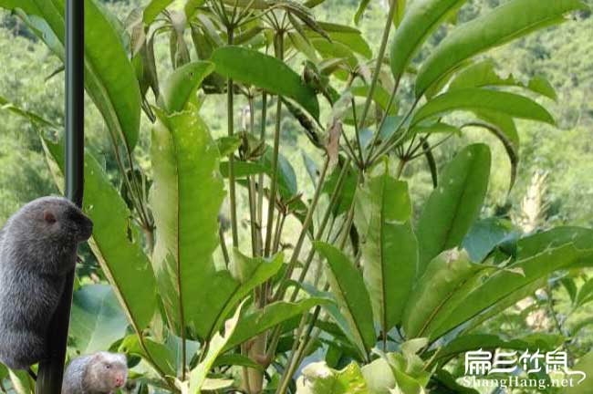 廣西2024對竹鼠養殖大小種苗基地 紅頰桂林南寧百色玉林6-8