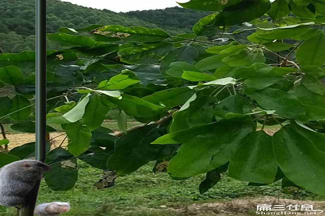 臨湘竹鼠種苗批發