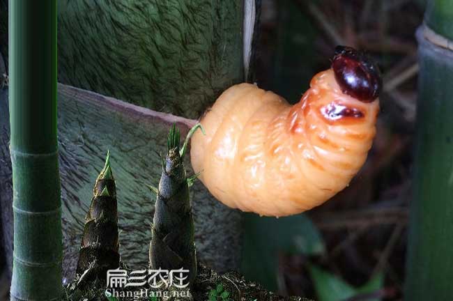 重慶竹蟲養殖