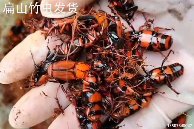云南竹蟲養殖