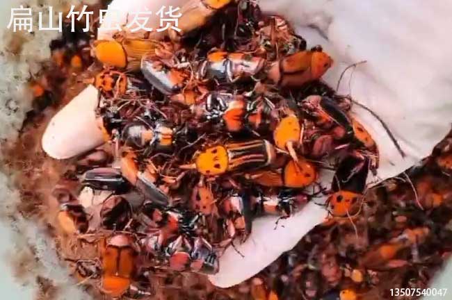 貴州竹蟲種苗批發