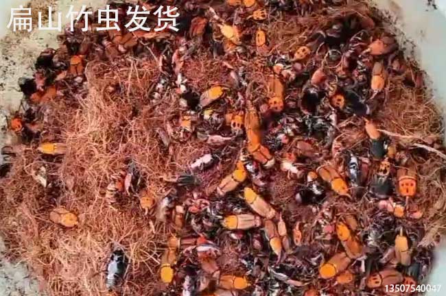 福建竹蟲種苗批發
