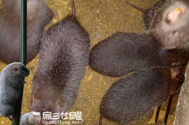 三明竹鼠養殖基地