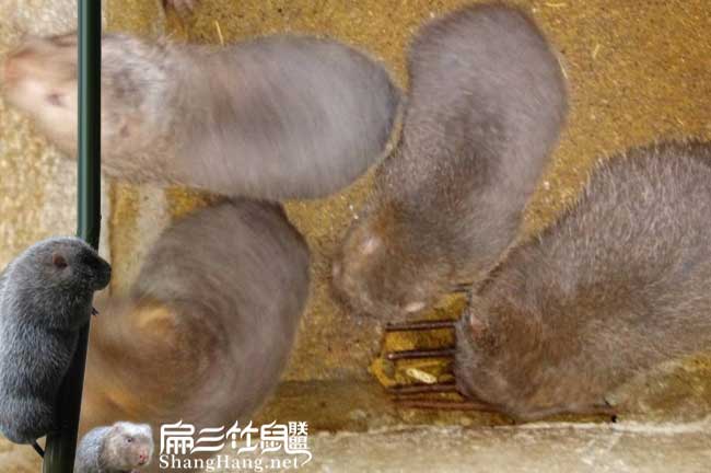 購買商品竹鼠