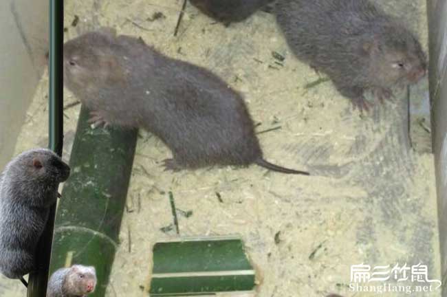 韶山竹鼠種苗批發