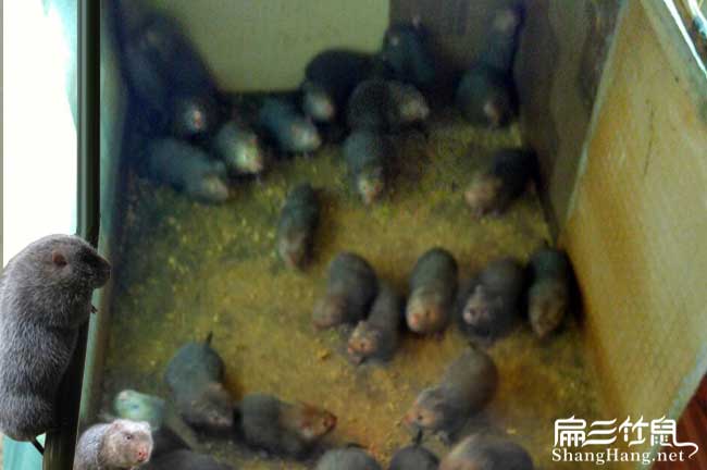 湘潭竹鼠養殖基地
