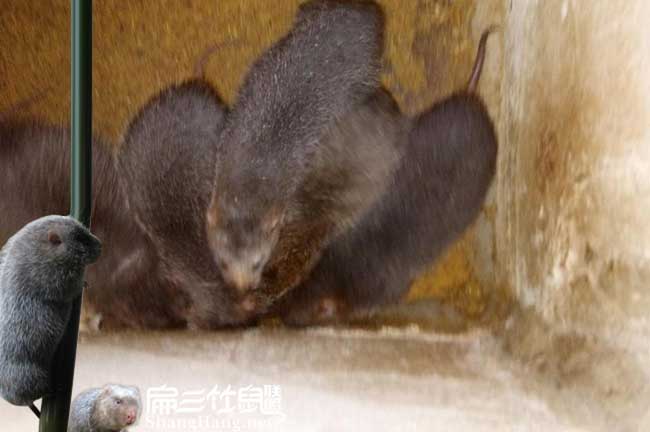 承德竹鼠種苗批發