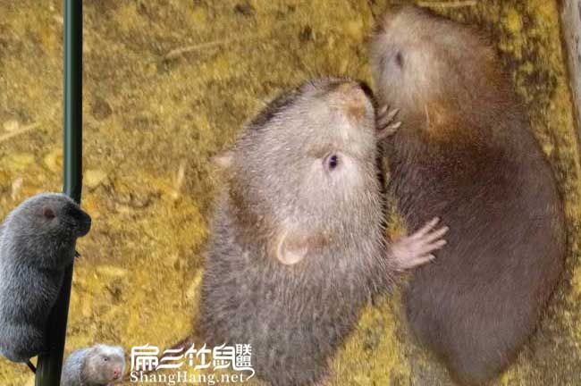 三明竹鼠批發