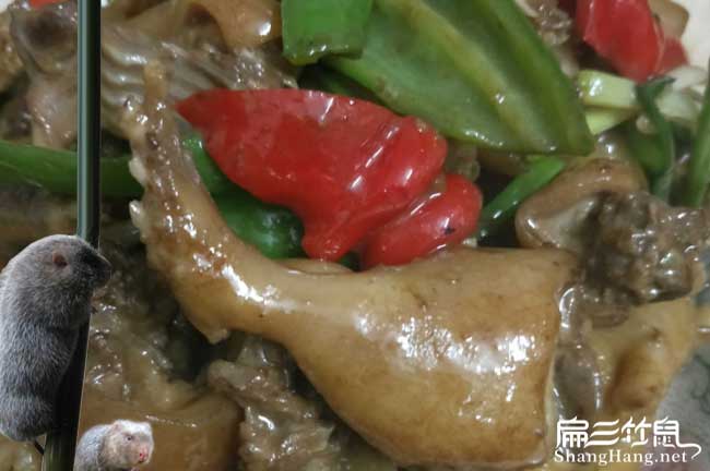 三明竹鼠肉批發