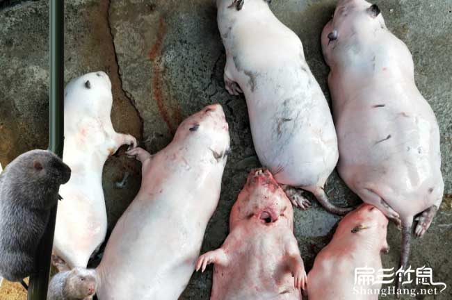玉溪大竹鼠養殖