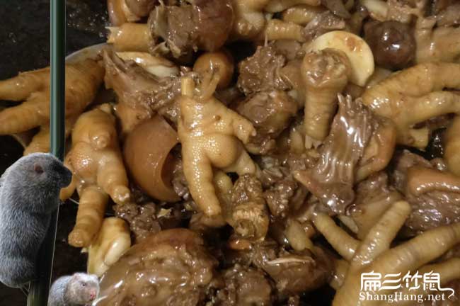 廣東商品竹鼠批發