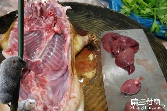 洛陽1000對紅頰和白毛竹鼠殖場 三門峽南陽種苗技術培訓聯盟