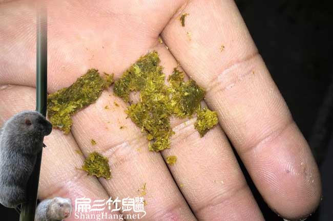 三明竹鼠養殖專業