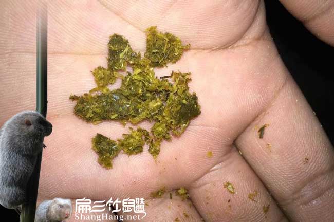 平浪扁山發展油茶生產 平浪扁山發展油茶生產