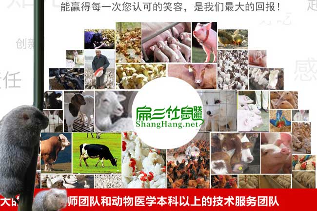 竹鼠補鈣食物配方