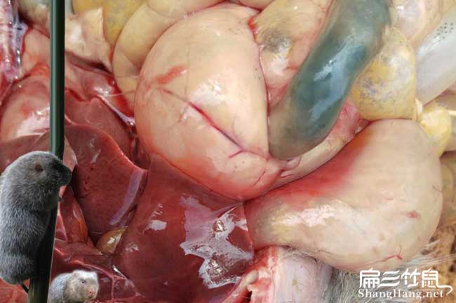 竹鼠腸炎積水問題
