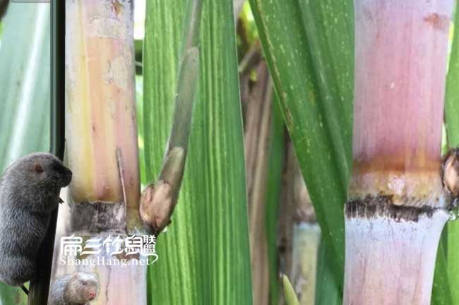 竹鼠補鈣食物