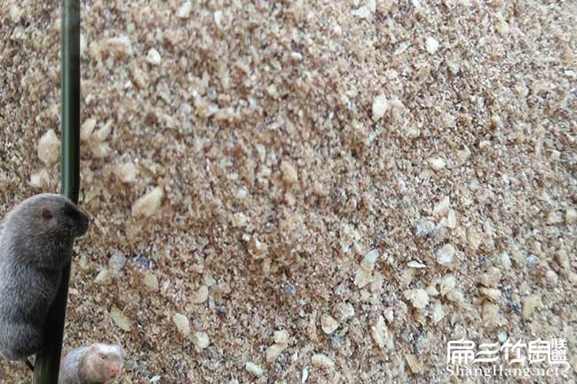竹鼠補鈣食物