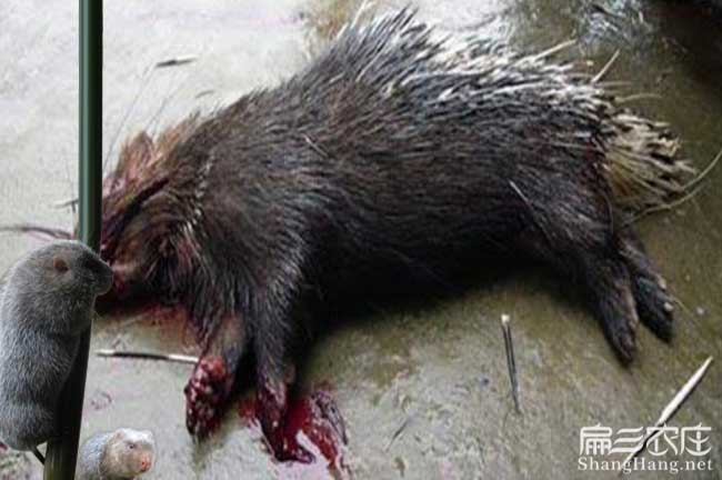 龍巖肉兔苗批發
