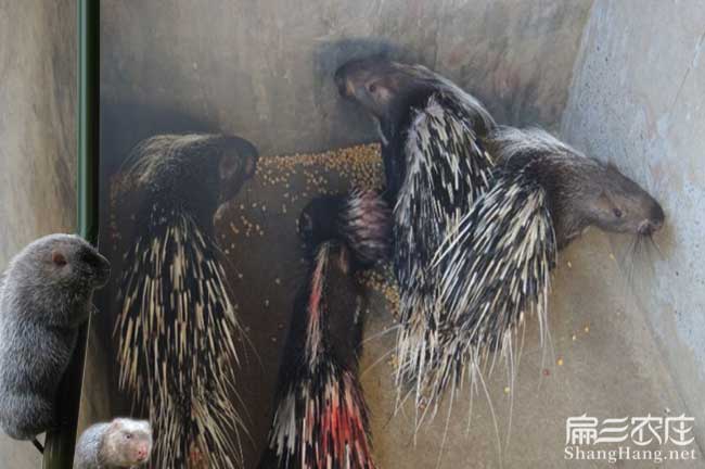 云霄肉兔養殖