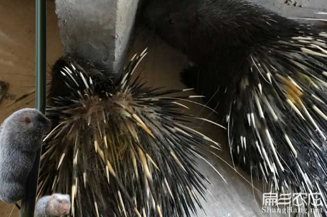 永定肉兔批發