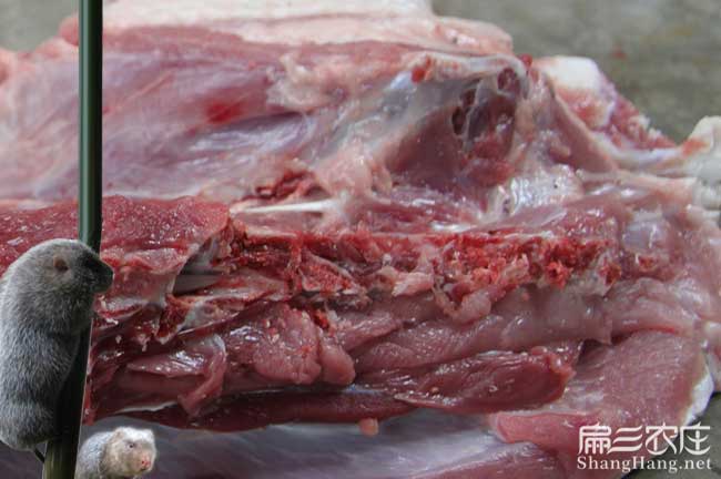 福建肉兔肉批發
