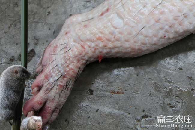 港北肉兔養殖