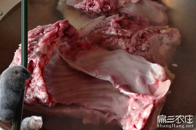 肉兔肉批發