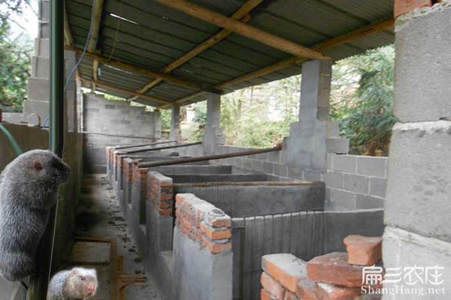 龍巖肉兔養殖龍巖肉兔養殖技術