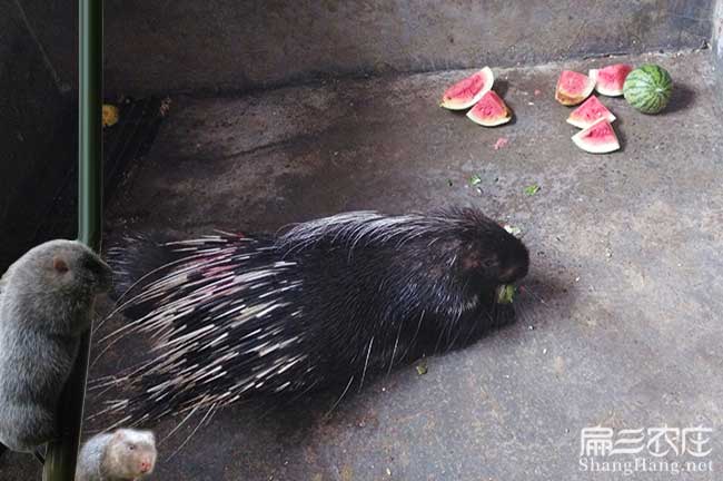 福州肉兔養殖基地