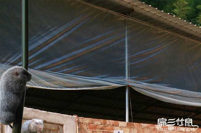 福州肉兔養殖