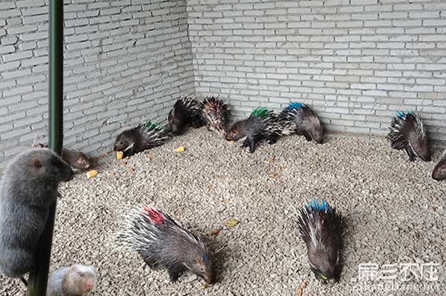 岳池肉兔養殖