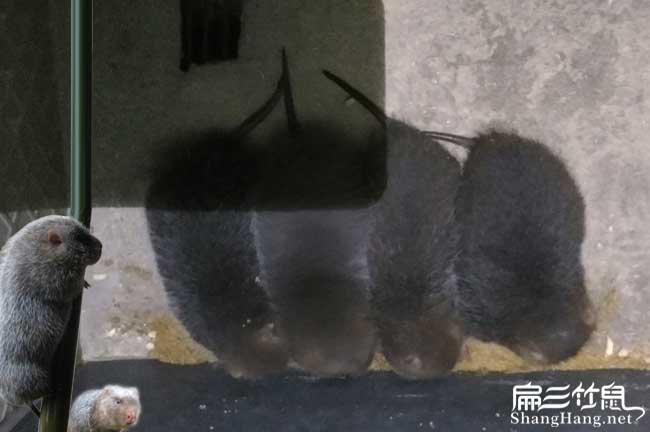 金堂竹鼠養殖