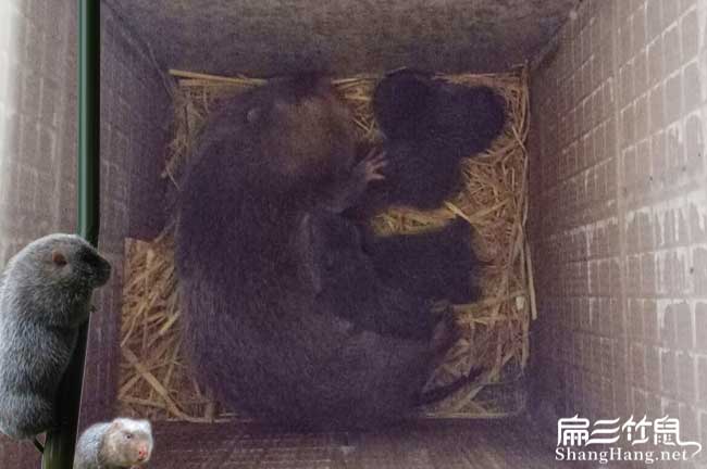 都江堰竹鼠養殖