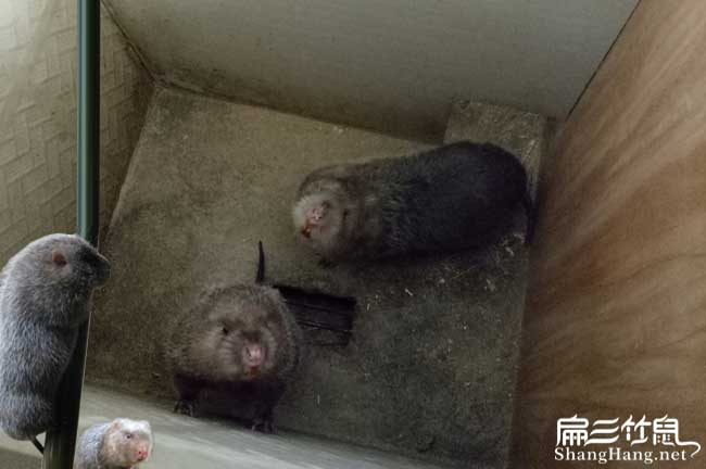 彭州竹鼠養殖基地