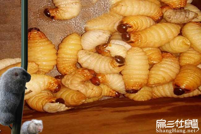 湖南竹蟲養殖
