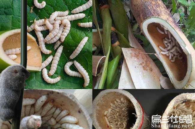 湖南竹蟲養殖技術