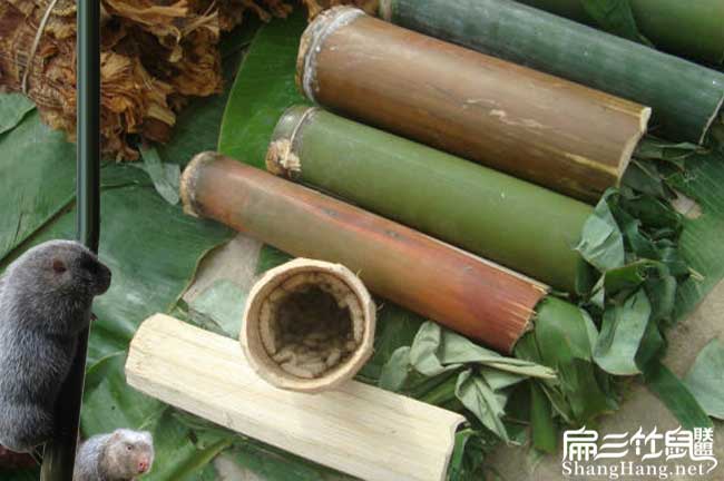 湖南竹蟲養殖培訓